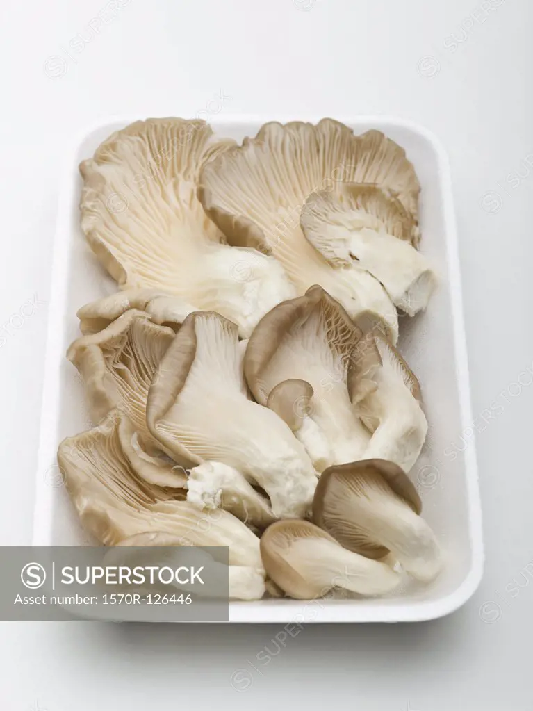 Tray of oyster mushrooms