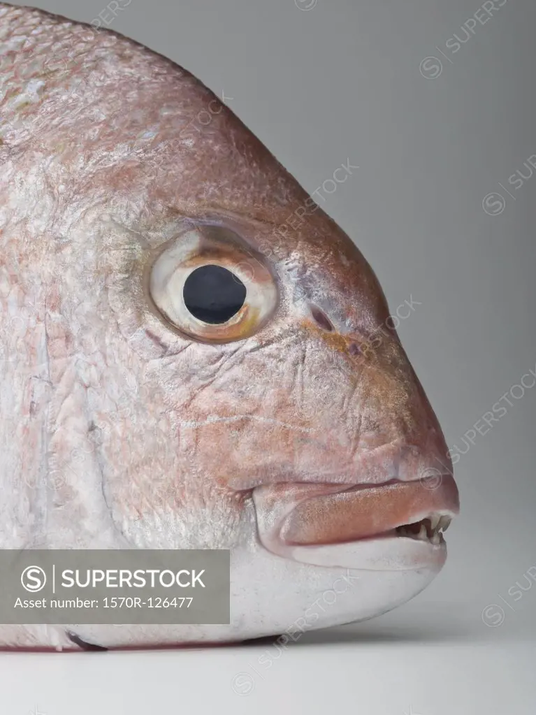 Detail of a red sea bream