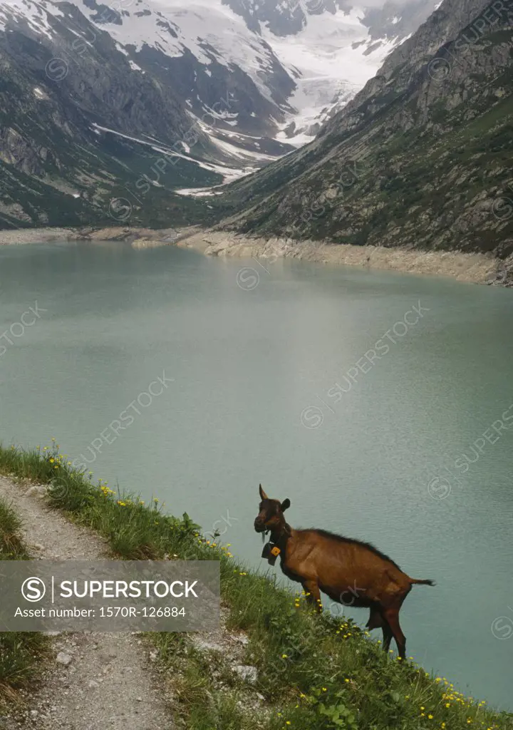 A mountain goat by a lake