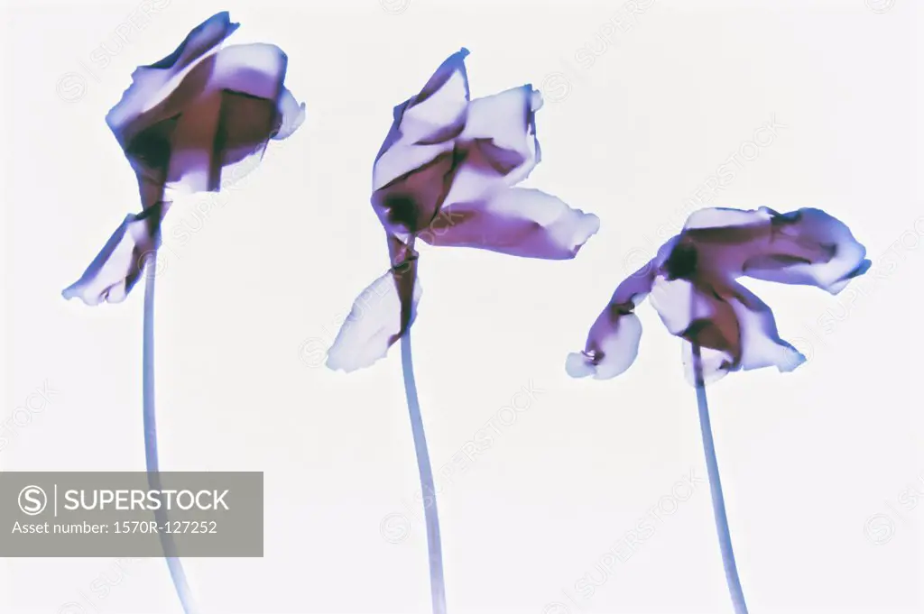 Three irises