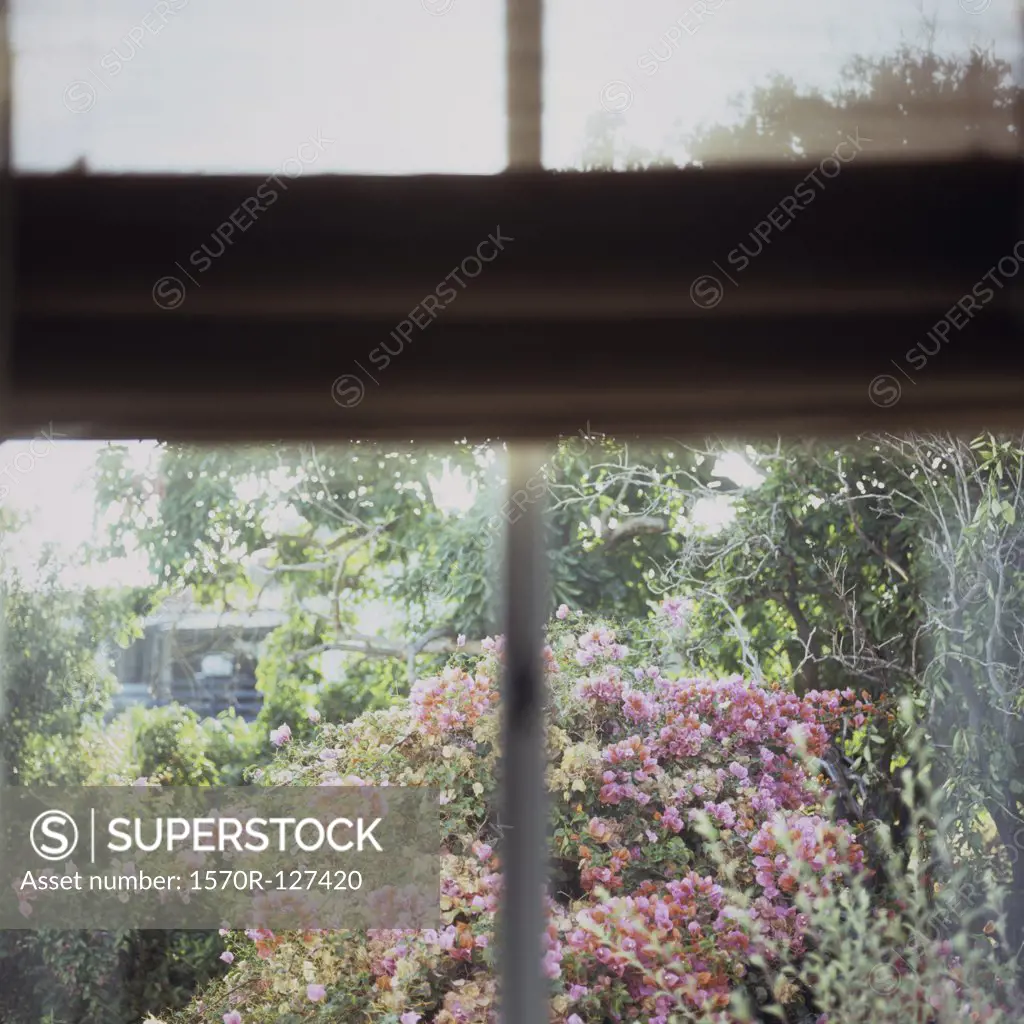 Bougainvillea seen through a window