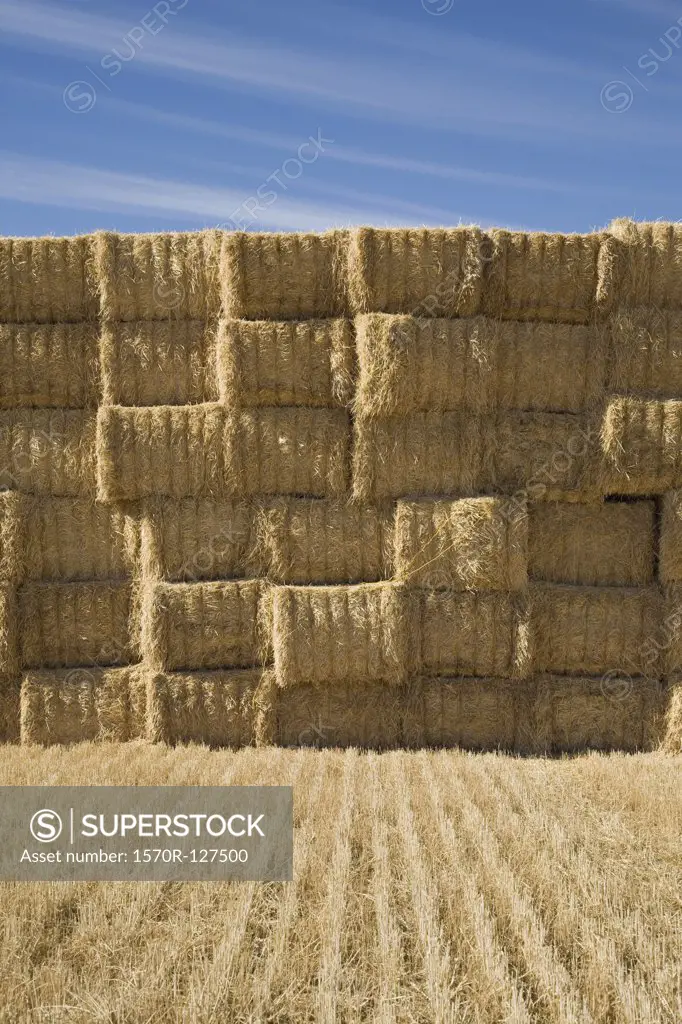 Bales of hay stacked in a field