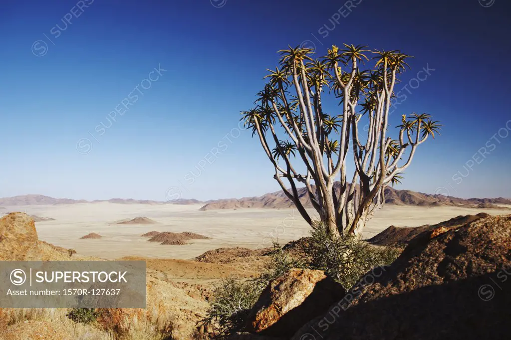 Quiver trees (Aloe dichotoma) on the Desert Experience Trail, NamibRand Nature Reserve, Namibia