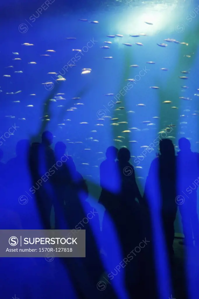 Reflection of visitors on an aquarium tank