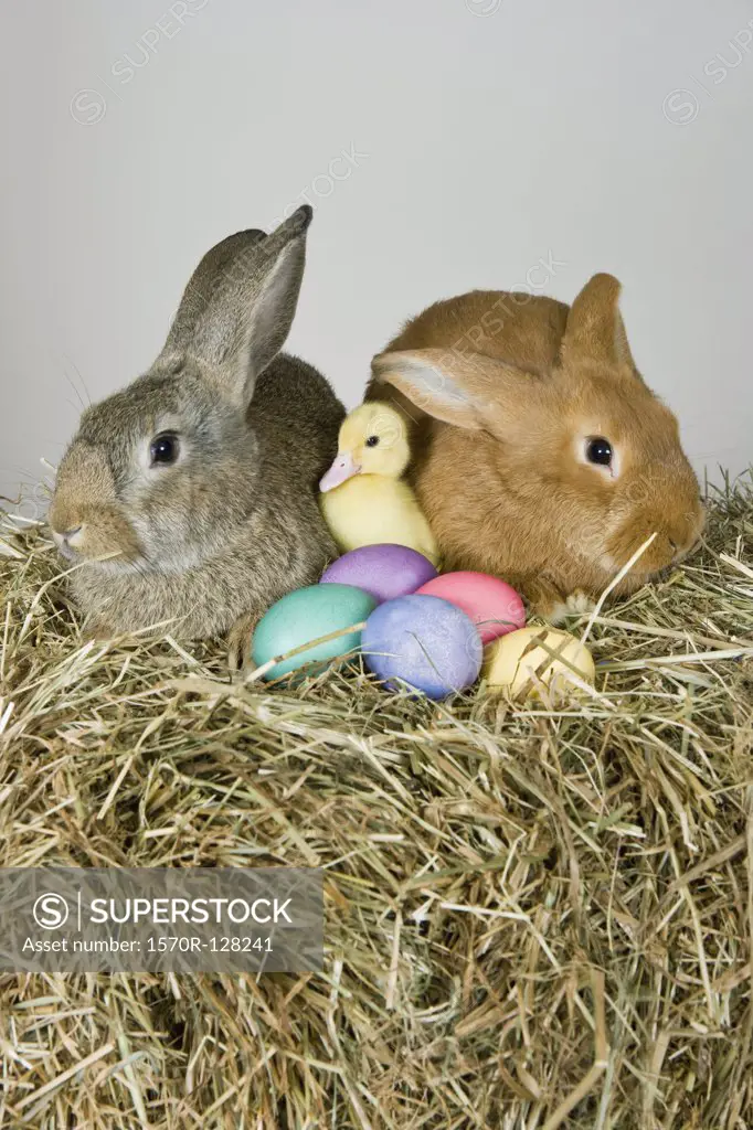 Two rabbits, a duckling and Easter eggs, studio shot