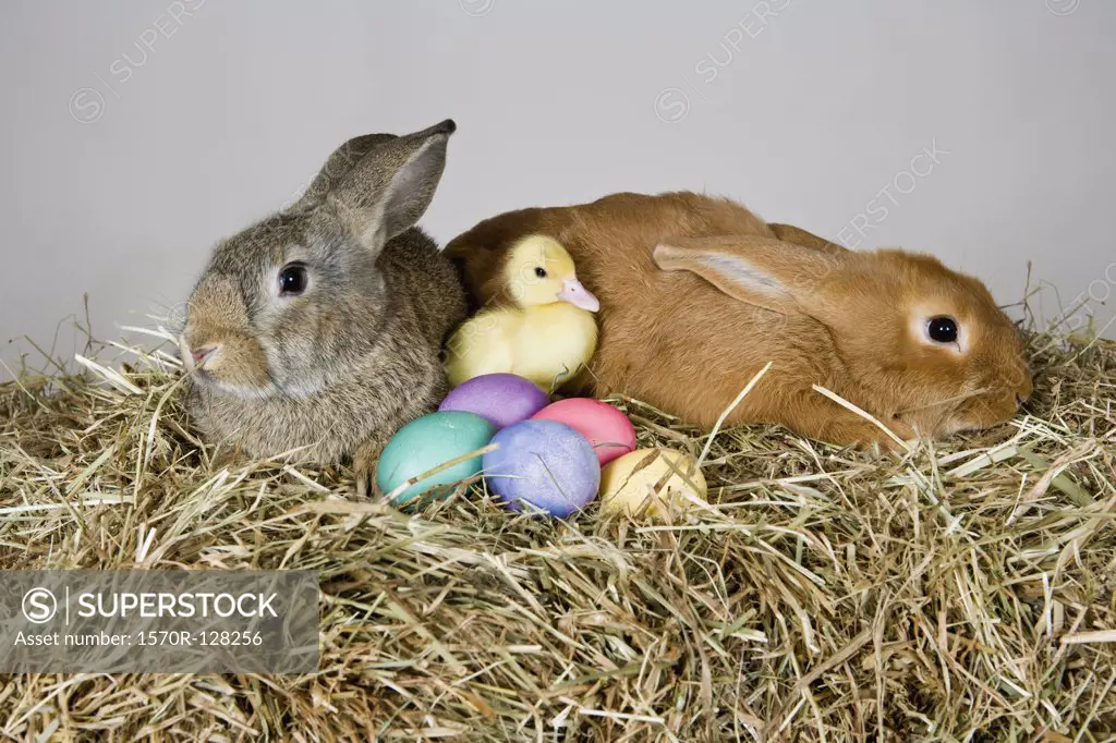 Two rabbits, a duckling and Easter eggs, studio shot