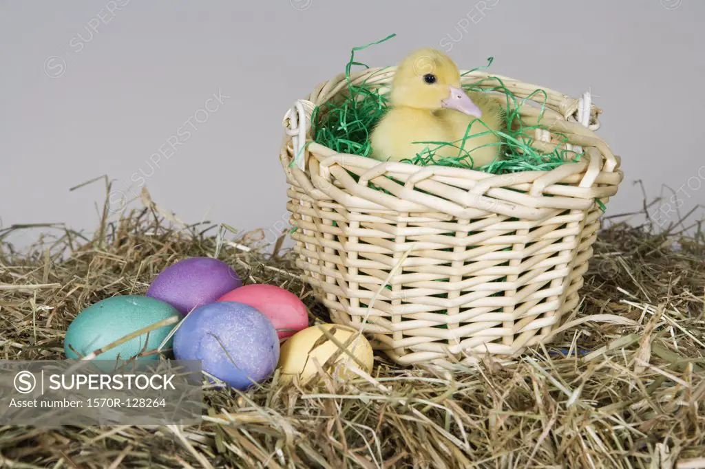 A duckling in an Easter basket, studio shot