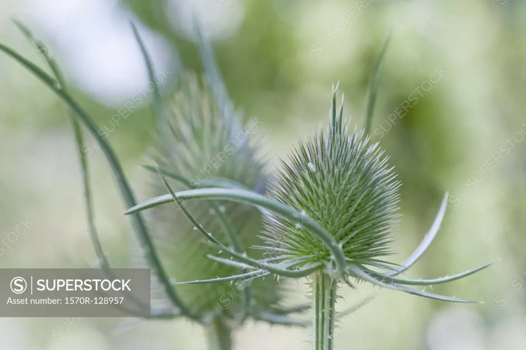 Detail of thistles