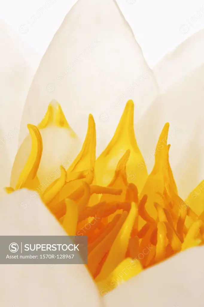 Detail of a lotus flower