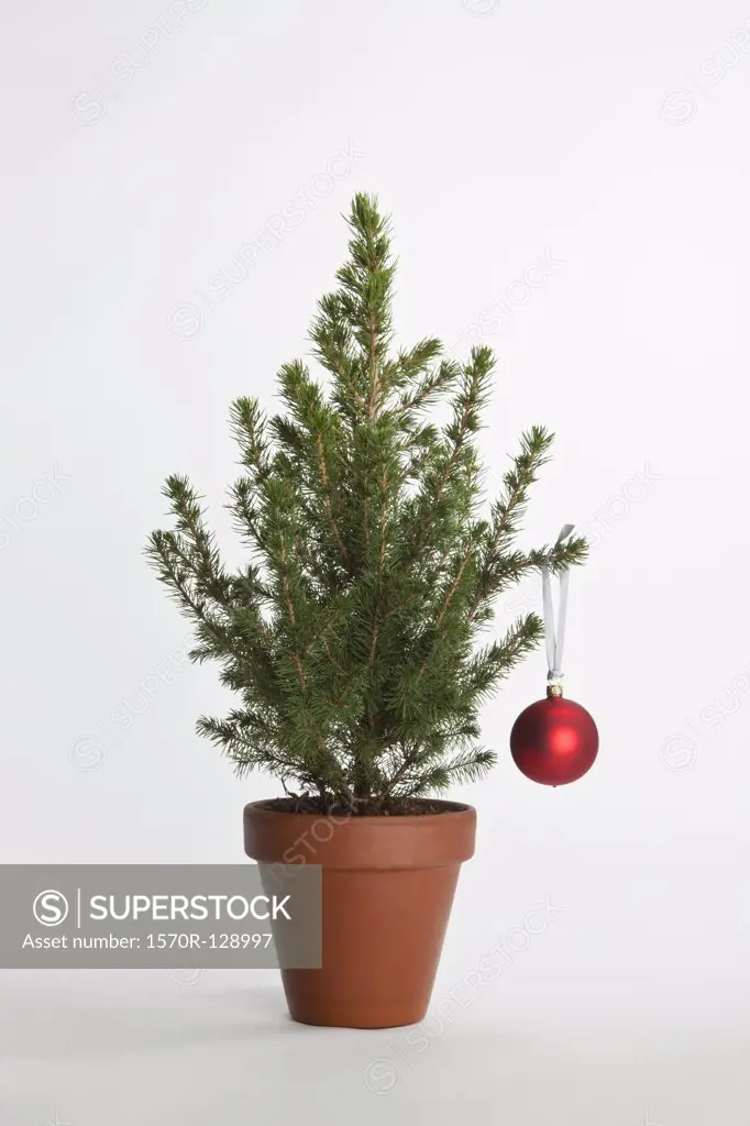 A small Christmas tree decorated with one bauble