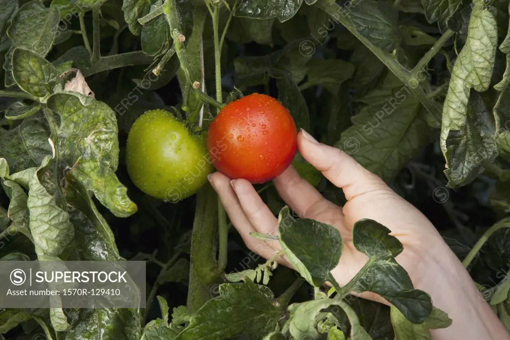 Detail of a woman touching a ripe tomato growing on a vine