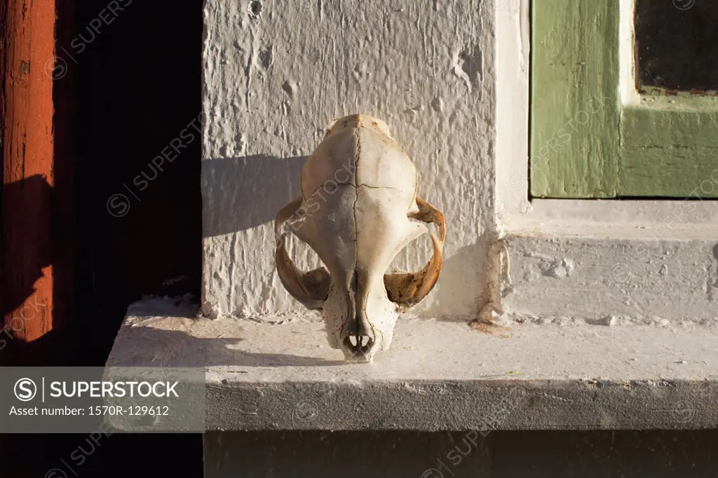 An animal skull on a window sill
