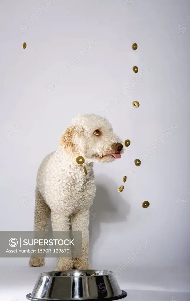 Dried dog food floating around a Portuguese Waterdog