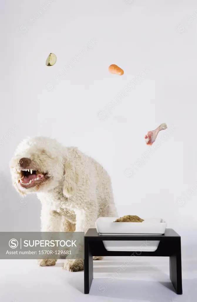 Food floating above a Portuguese Waterdog