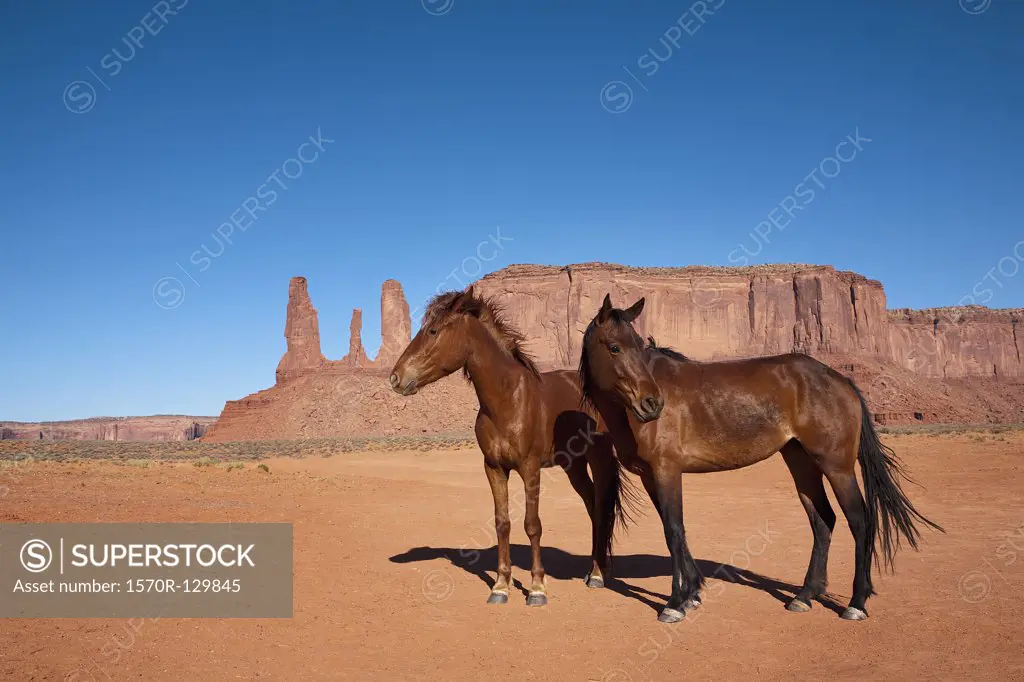 Two wild horses, Monument Valley Navajo Tribal Park, Monument Valley, Arizona, USA