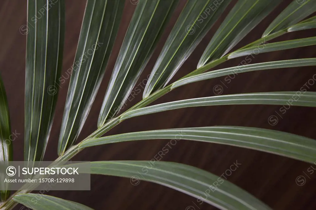 A frond from a Neanthe bella palm (Chamaedorea elegans) on a table