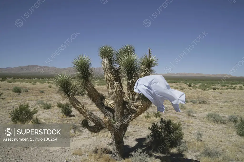 Business shirt stuck on cactus in desert