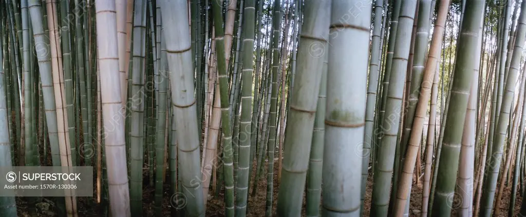 A bamboo grove, Japan