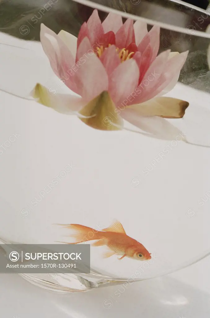 Lotus flower floating above goldfish in glass bowl