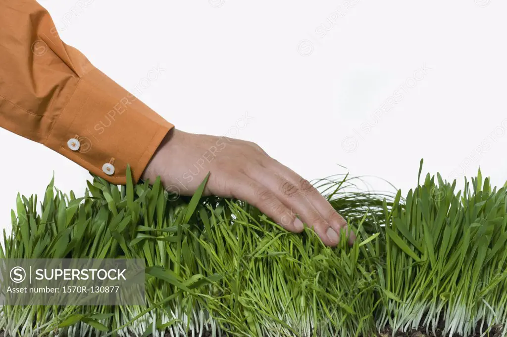 A human hand caressing wheatgrass