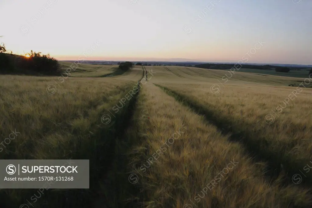 Tracks through a field seen at sunset