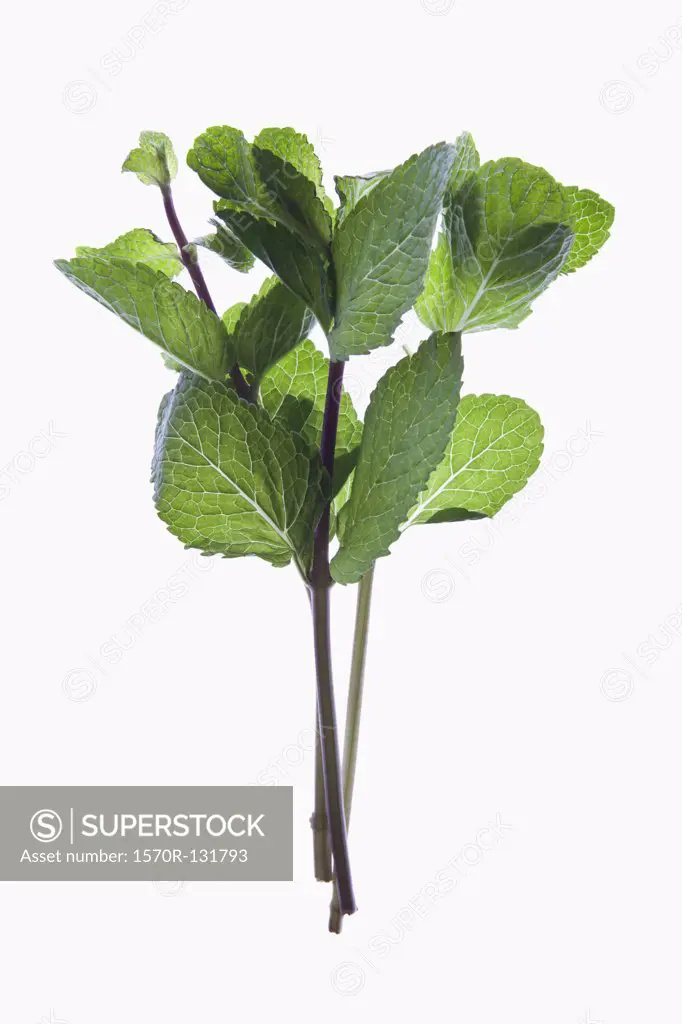 A sprig of organic mint on a lightbox