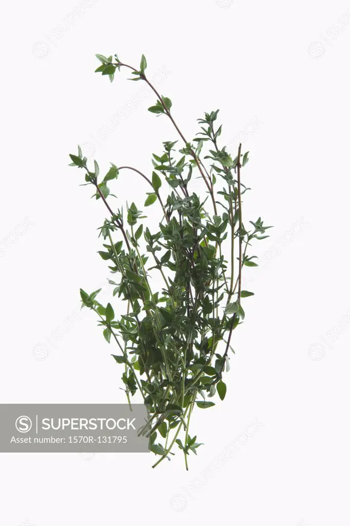 A sprig of organic thyme on a lightbox