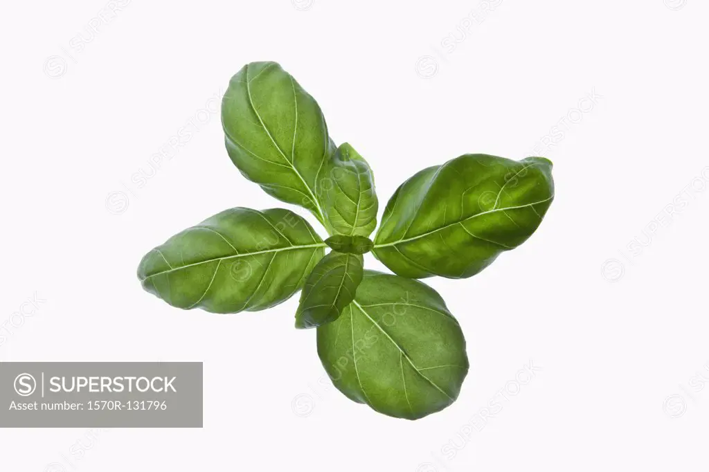 A bunch of organic basil leaves on a lightbox