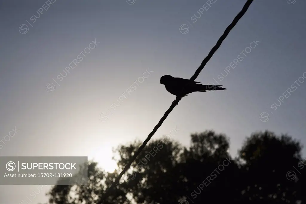 Silhouette of a bird on a wire