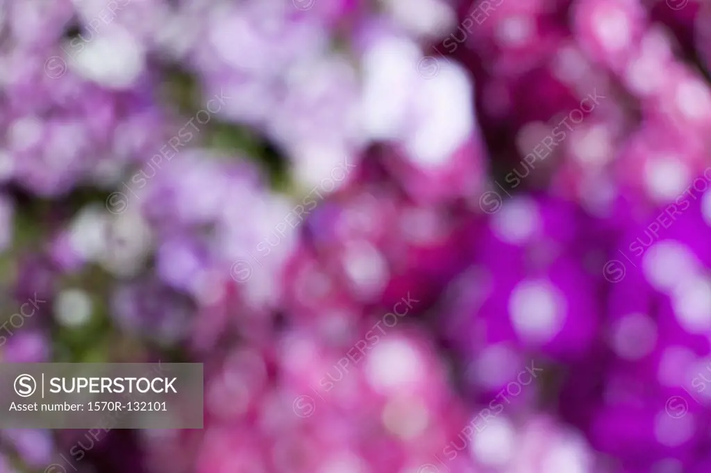 Pink and purple flowers, defocused