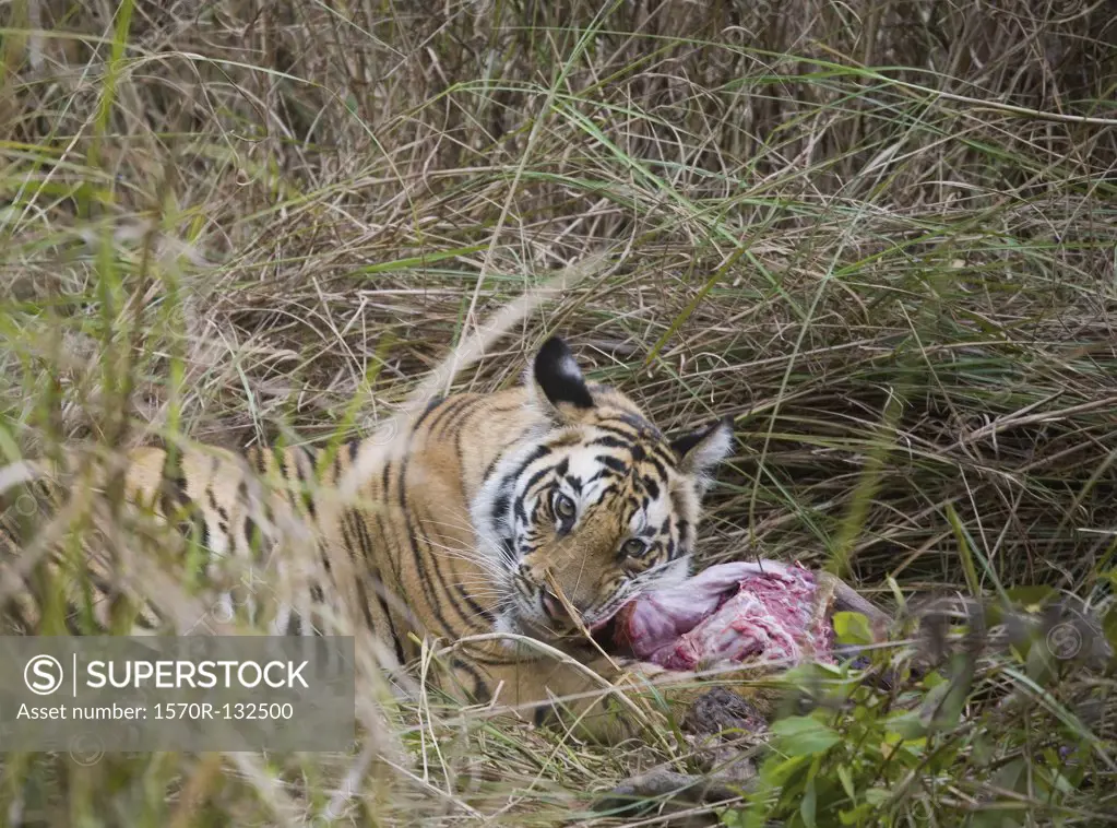 Tiger lying down in grass feeding on kill