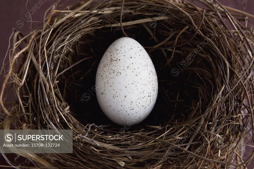 An egg in a bird's nest