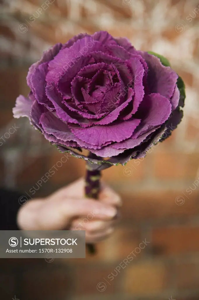A person holding a cabbage flower