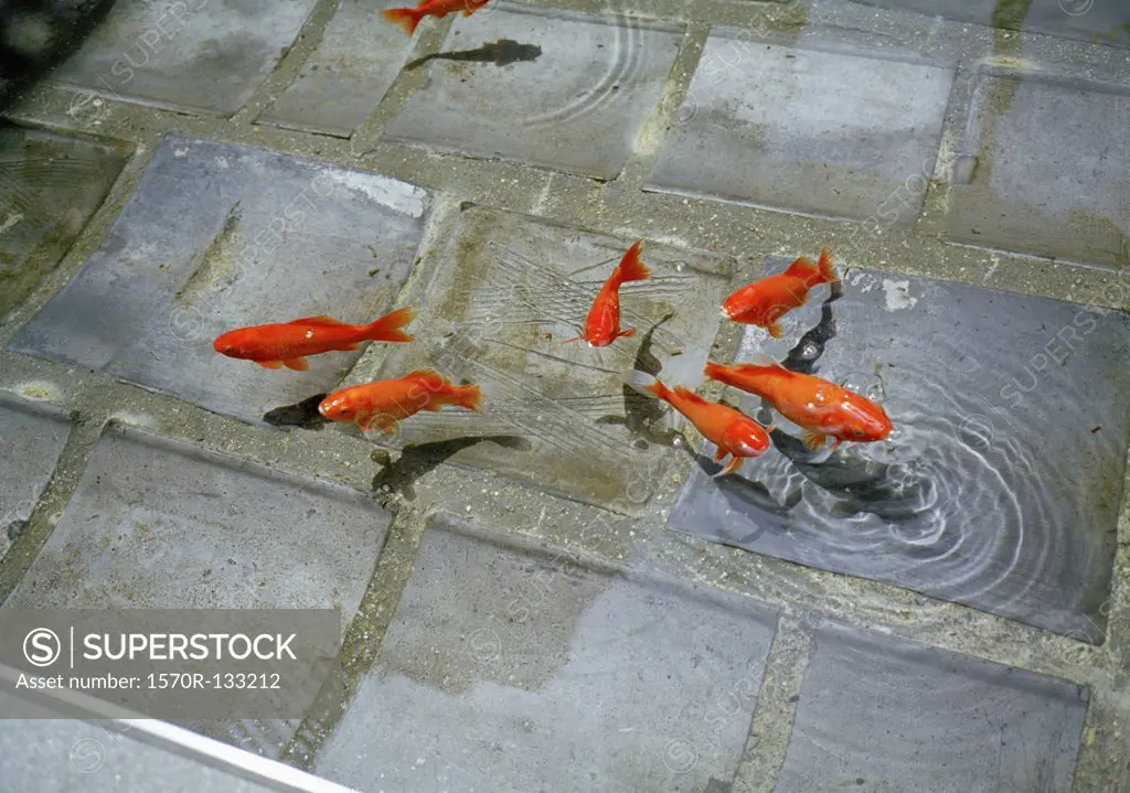 Fish swimming in a stone pond