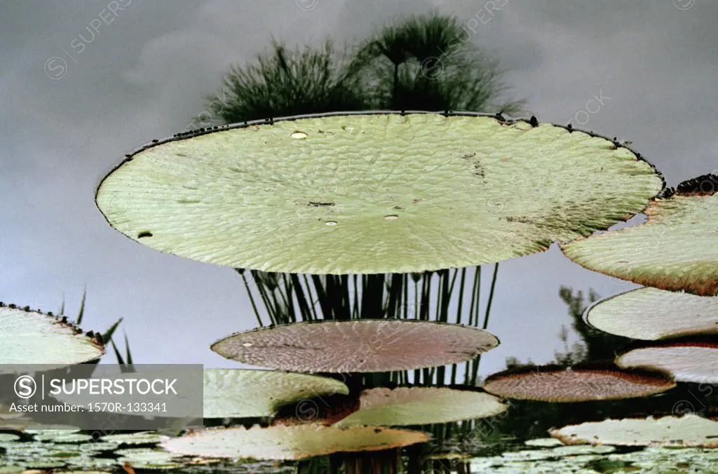 Reflection on water and water lilies floating on the surface