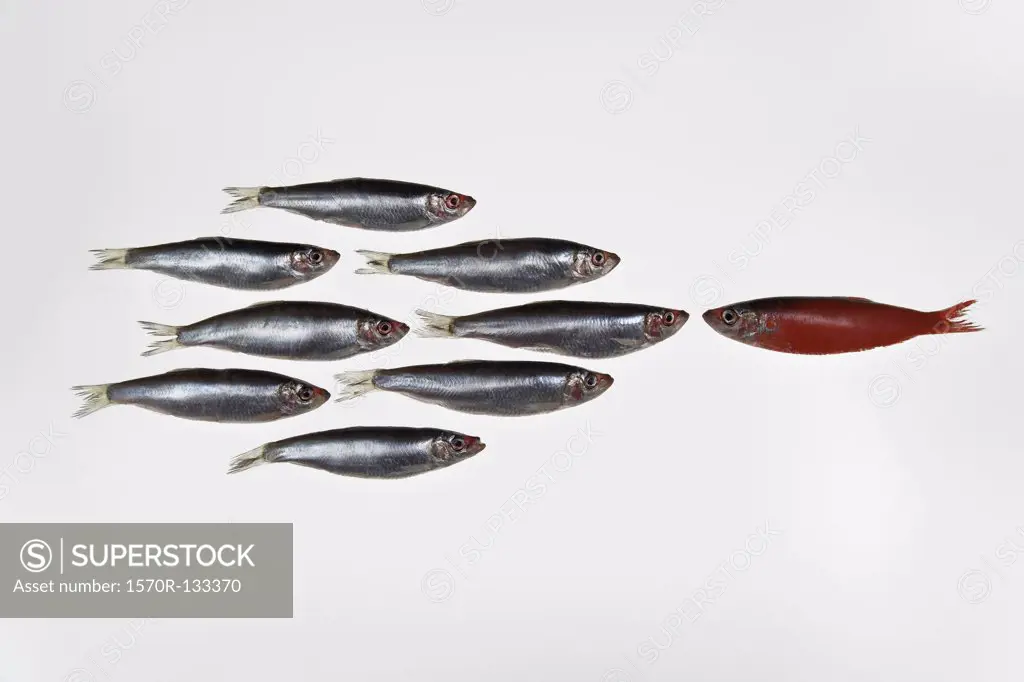 Group of sardines facing a single sardine painted red