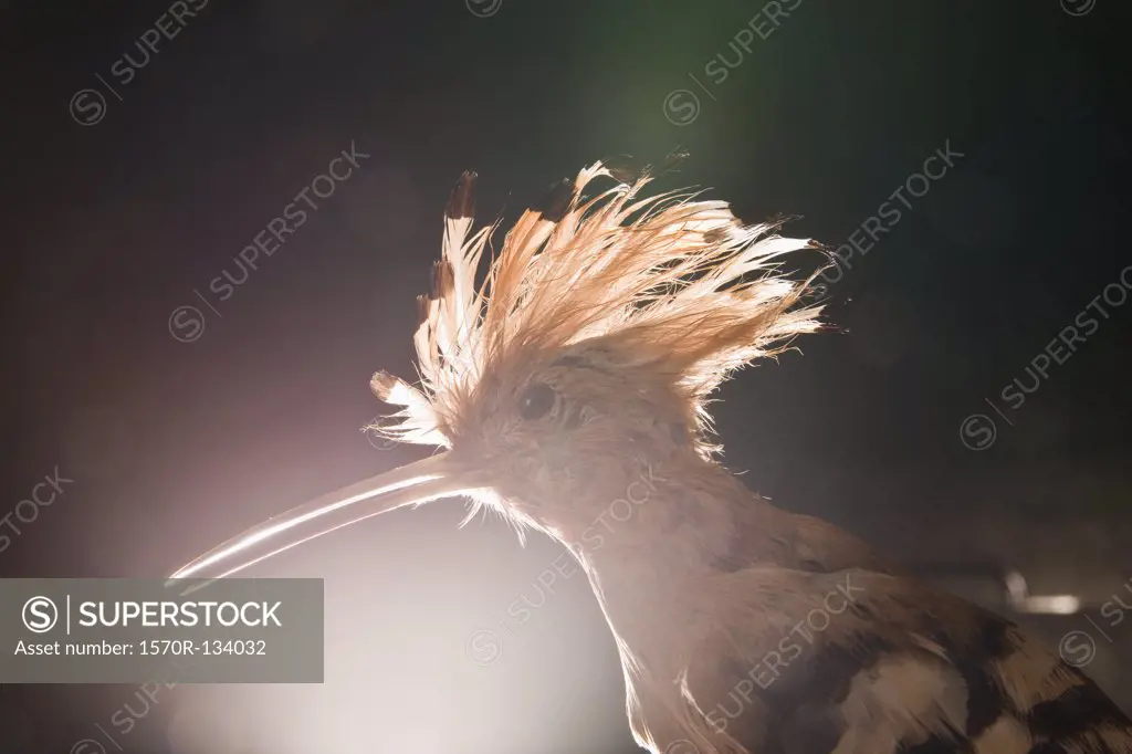 A taxidermic Hoopoe bird, Upupa epops