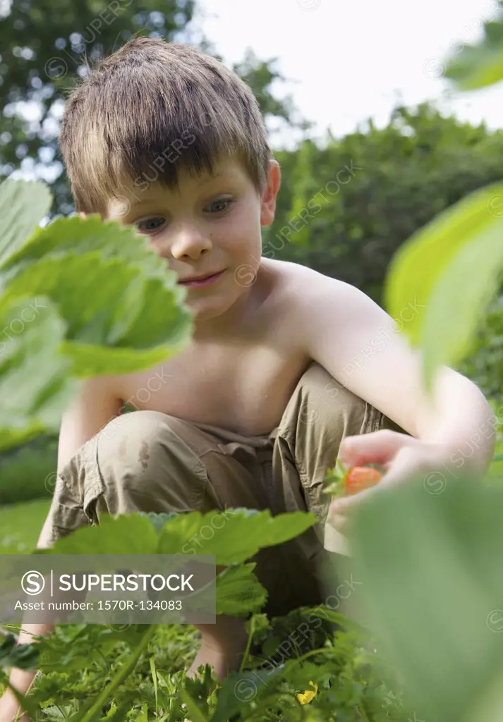 A boy picking a strawberry in a garden