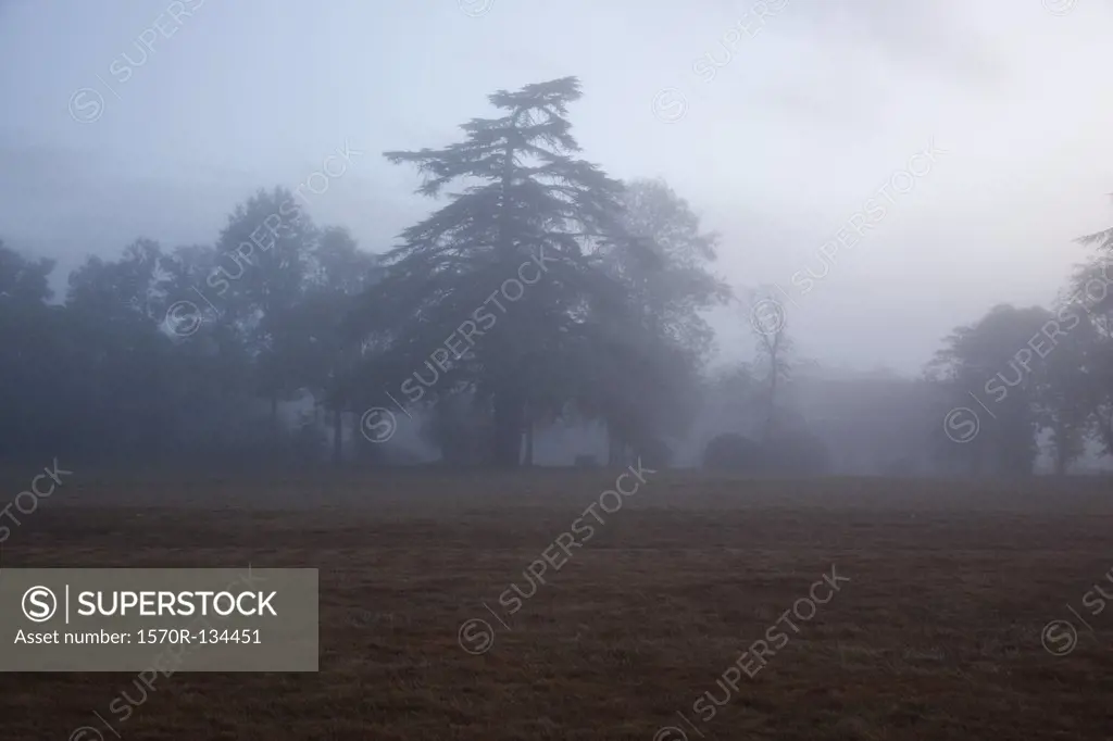 View of a foggy field