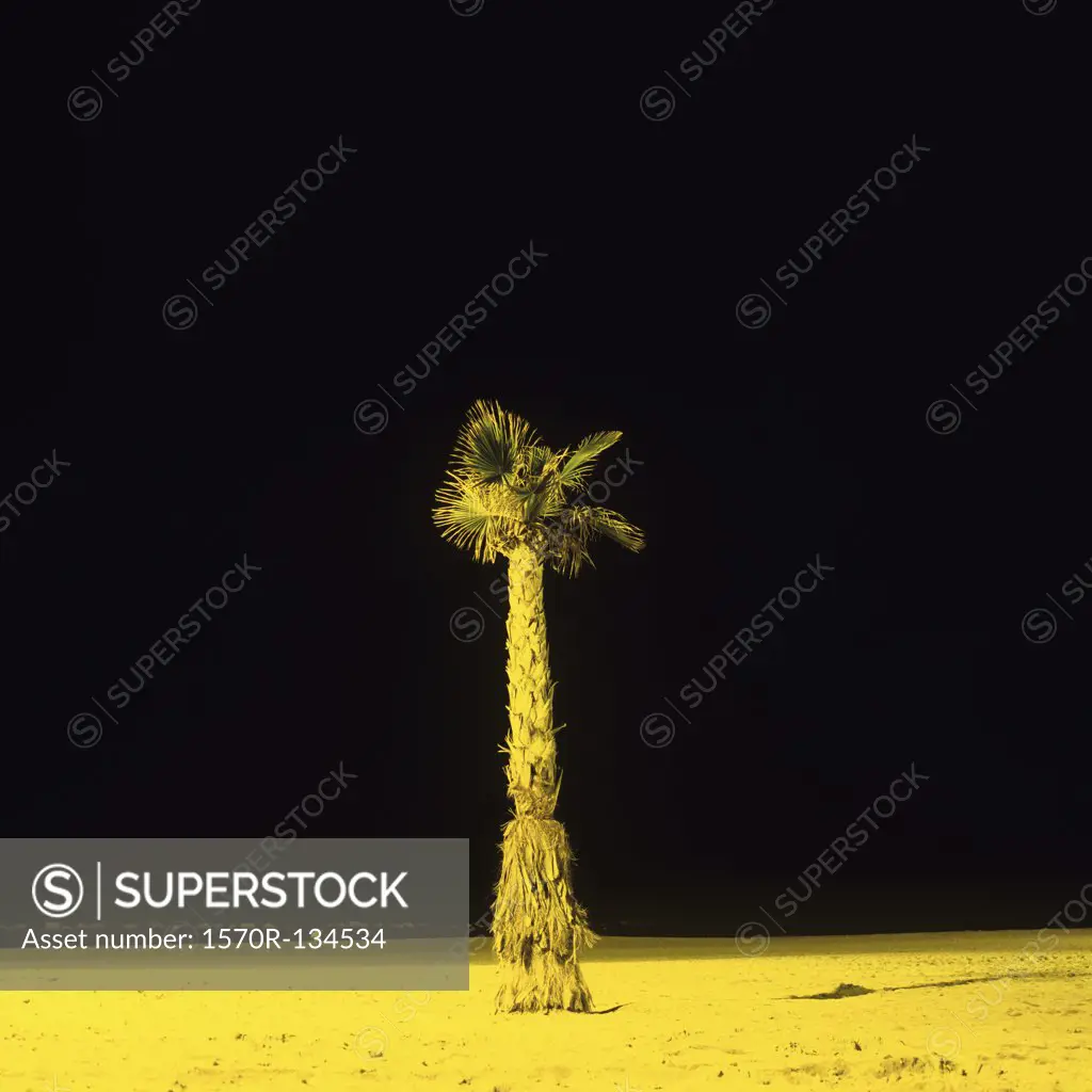 A lone palm tree on the beach, night
