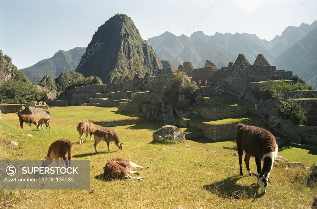 A herd of Llamas at the ruins of Machu Picchu, Peru, Latin America