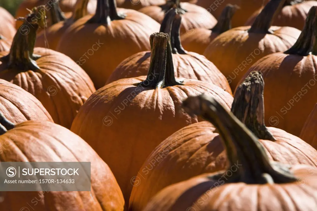Group of pumpkins, outdoors