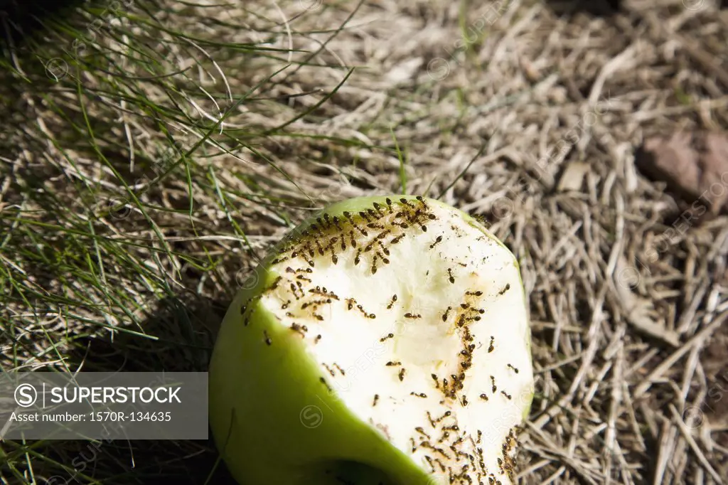 Ants eating a half eaten green apple, outdoors