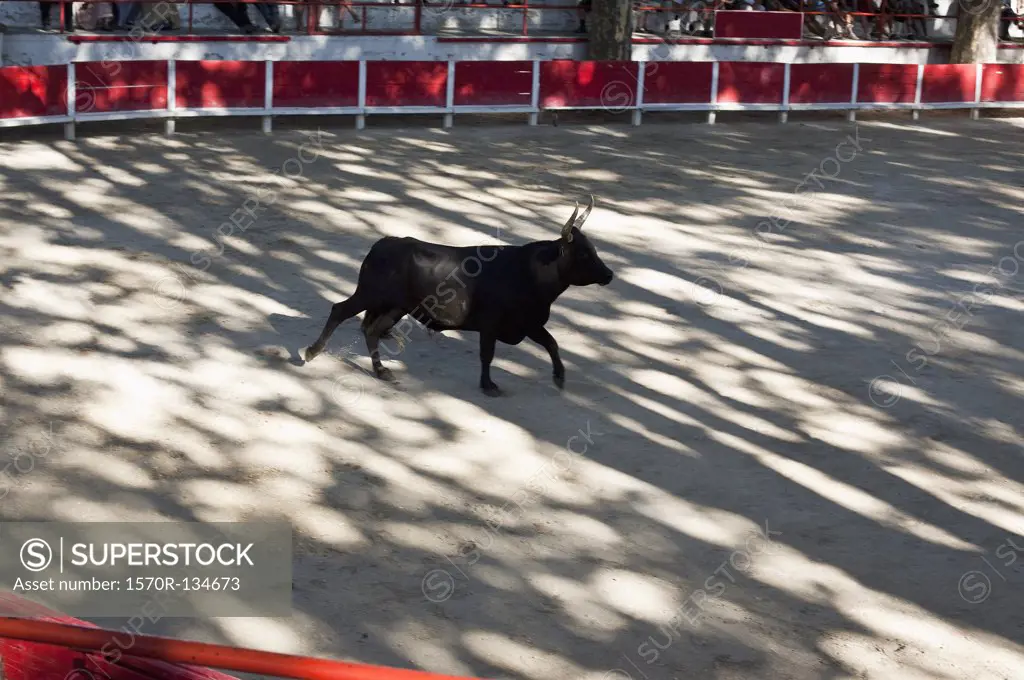 A bull running in a bullring