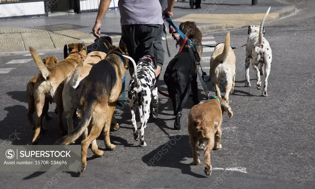 Rear view of a man walking a group of dogs