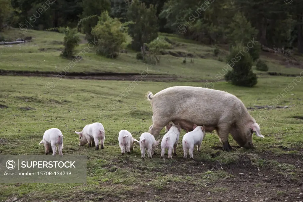 A pig with piglets in a field