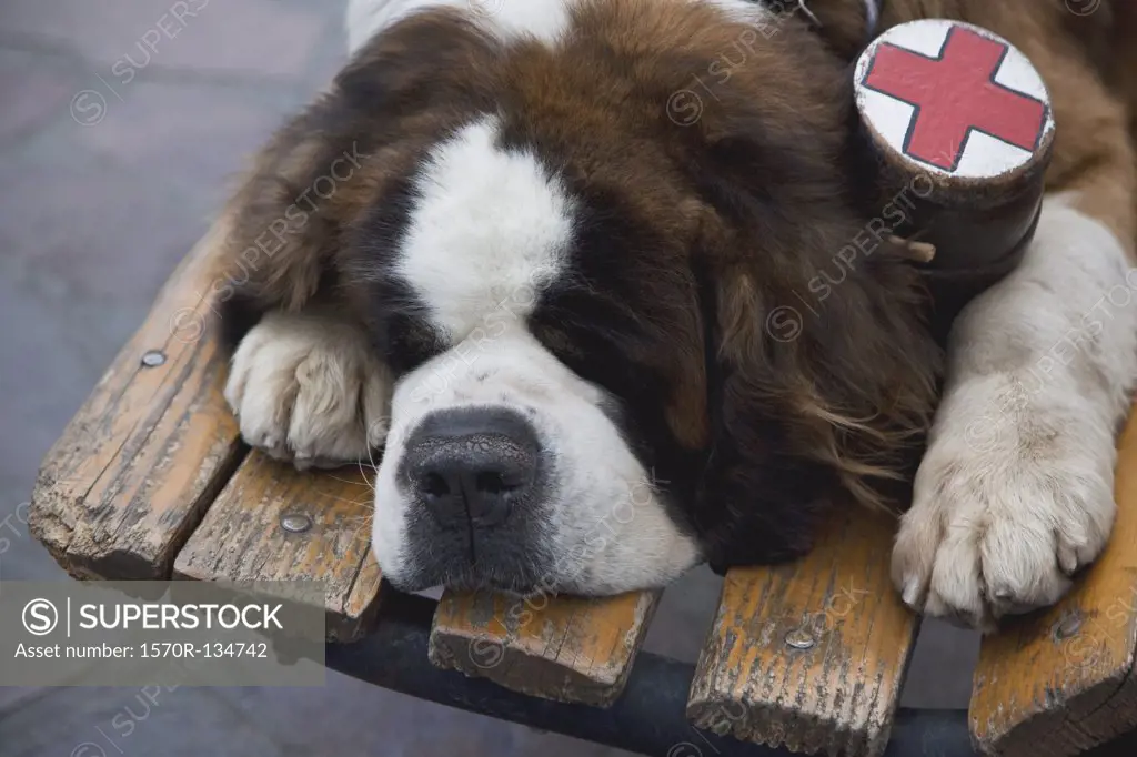 A St. Bernard dog with a flask collar lying on a park bench