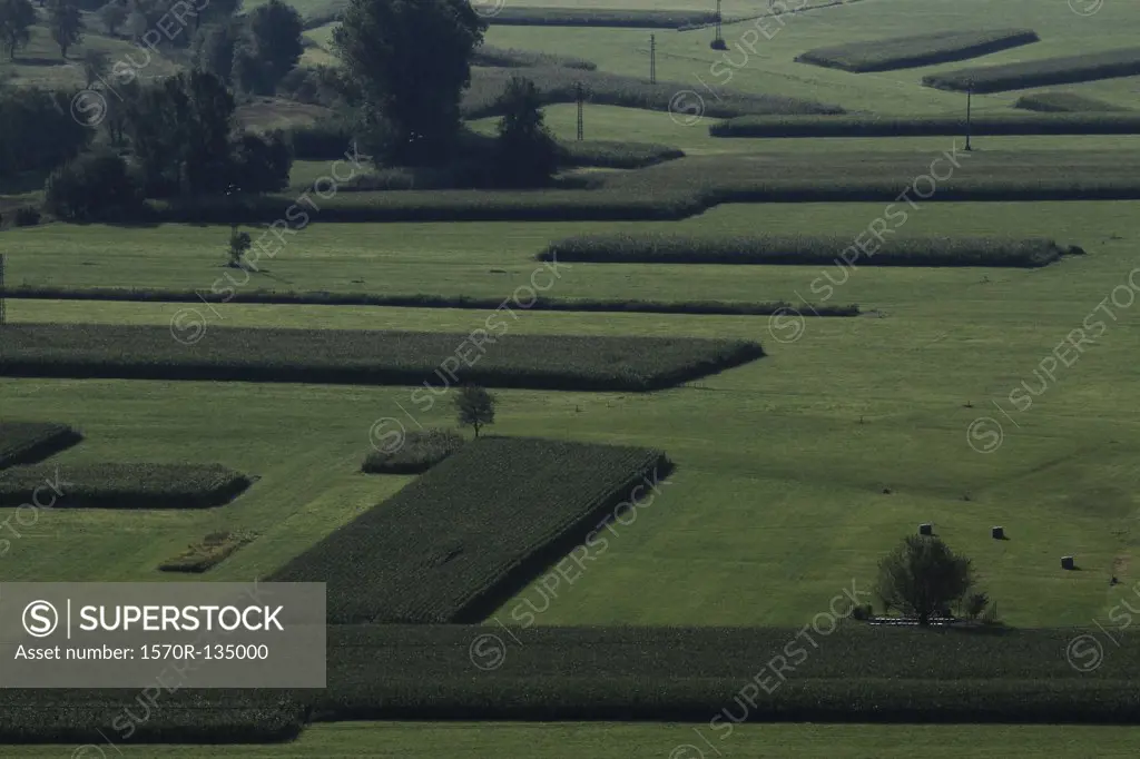 Crops growing in a field