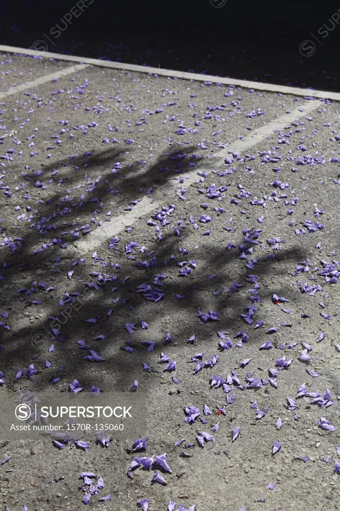 Purple petals on the ground in a parking lot
