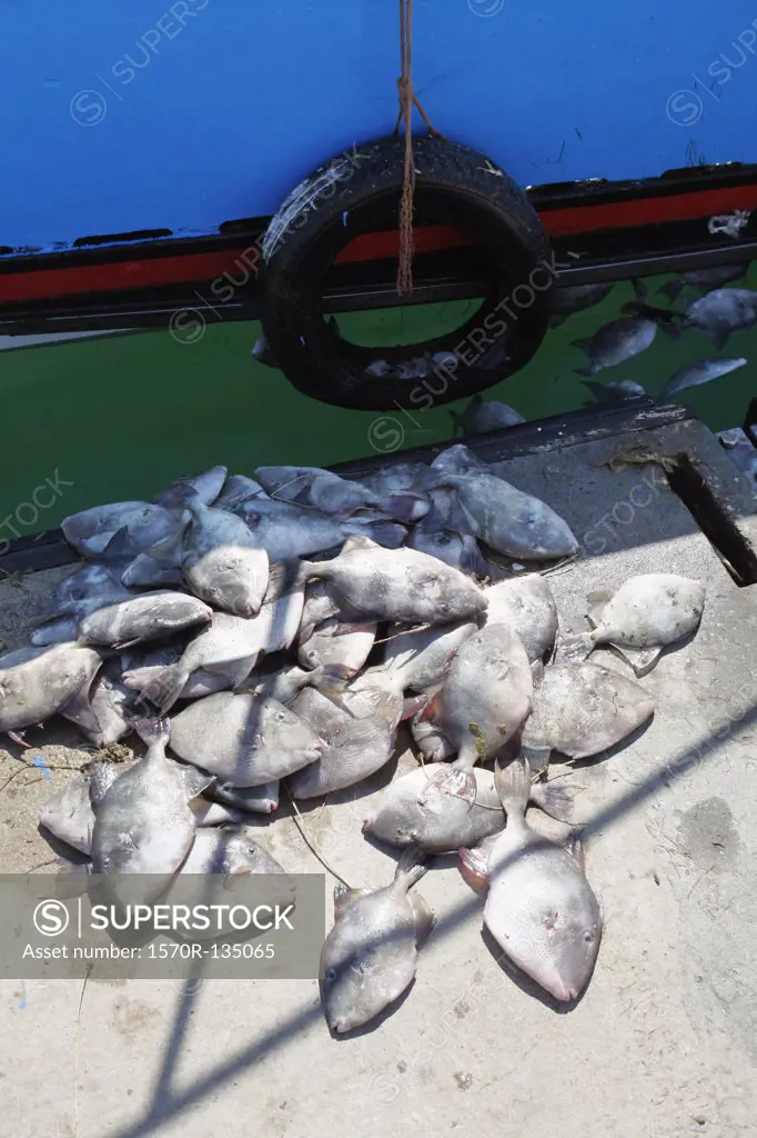 Pile of dead fish at the edge of a dock